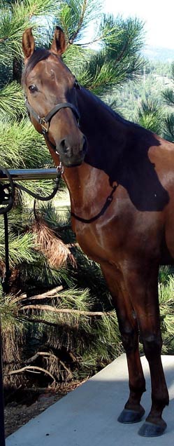 Dancer, American Saddlebred