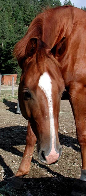 Dealer, Quarter Horse