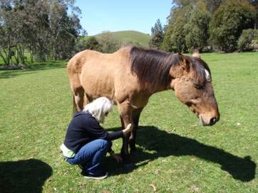 Friday, Quarter Horse