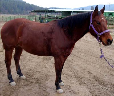 Junior, Quarter Horse