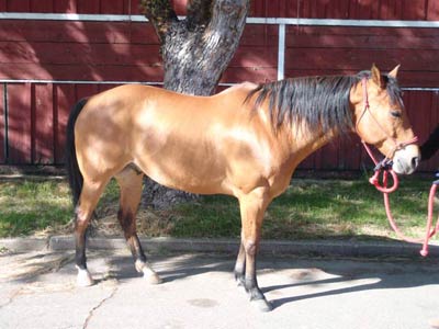 Justin, Quarter Horse