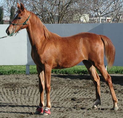 Kanga, American Saddlebred.