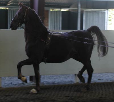 Roo, American Saddlebred