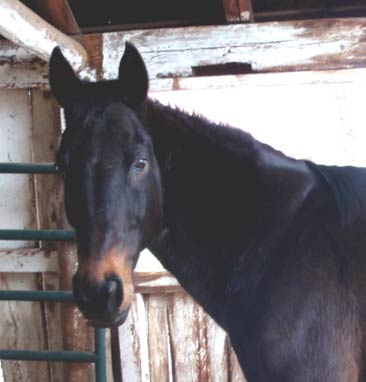 Skye, Appendix Quarter Horse
