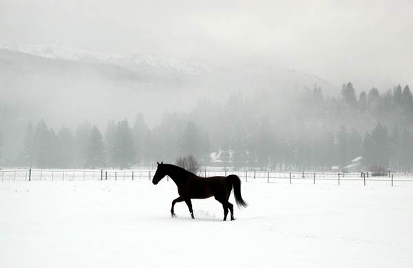 Horse in the snow